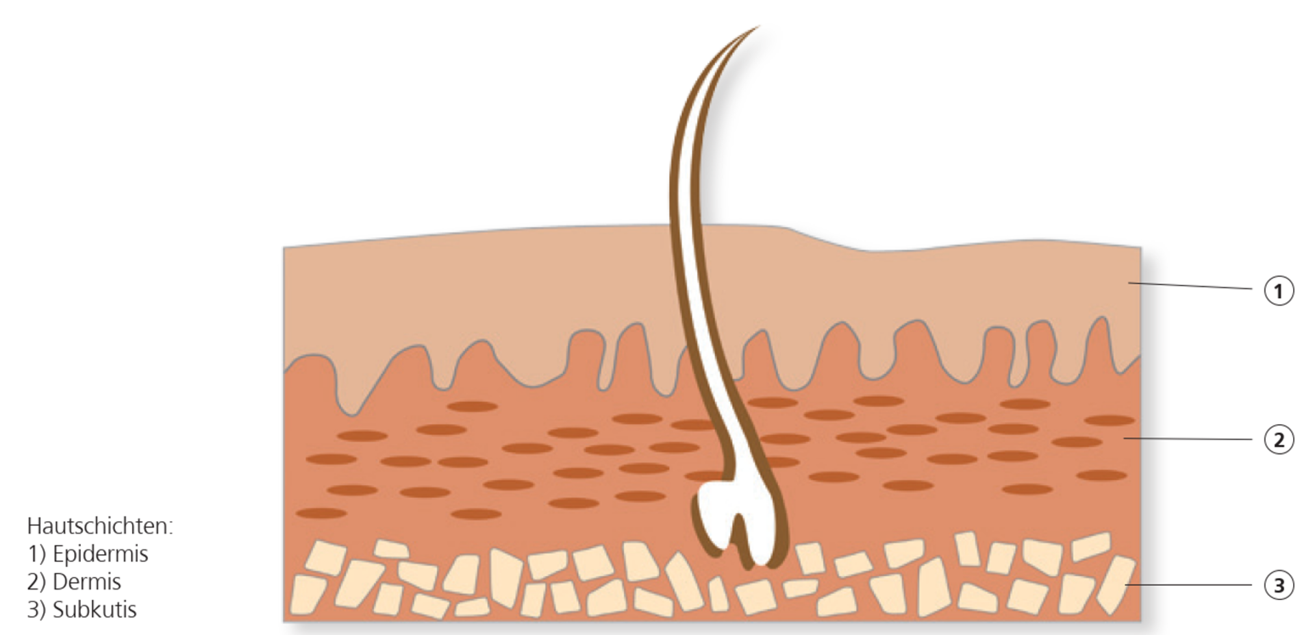 Aufbau Und Funktionen Der Haut 1.1 Aufbau und Funktion der Haut - Ligamed medical Produkte GmbH